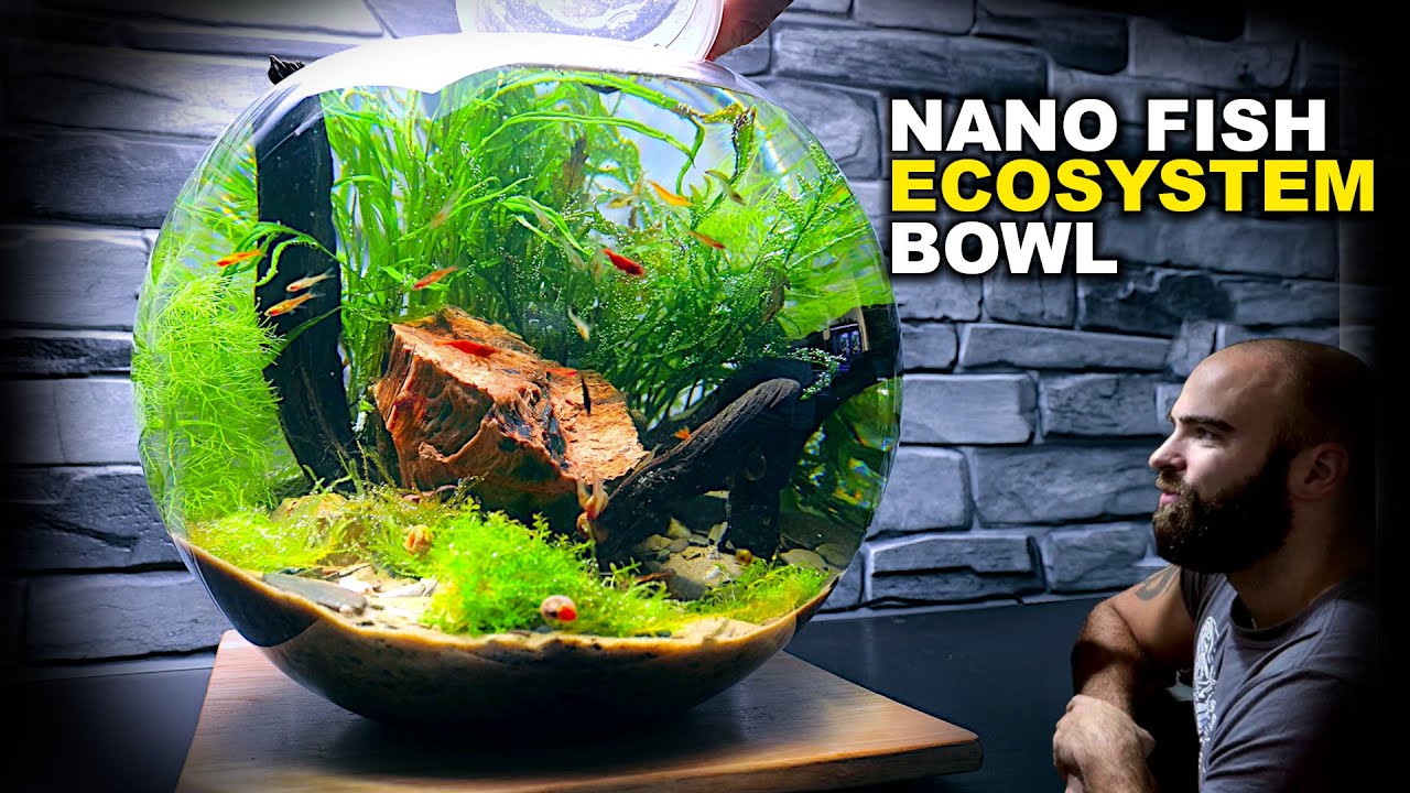 Nano Fish Ecosystem Bowl: AMAZING NO WATER CHANGE & No Filter