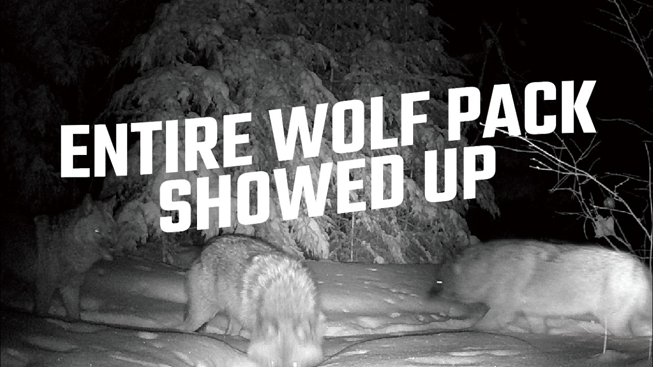 ВСЯ ВОЛЧЬЯ СТАЯ ПОЯВИЛАСЬ | РЕД-ЛЕЙК, ОНТАРИО