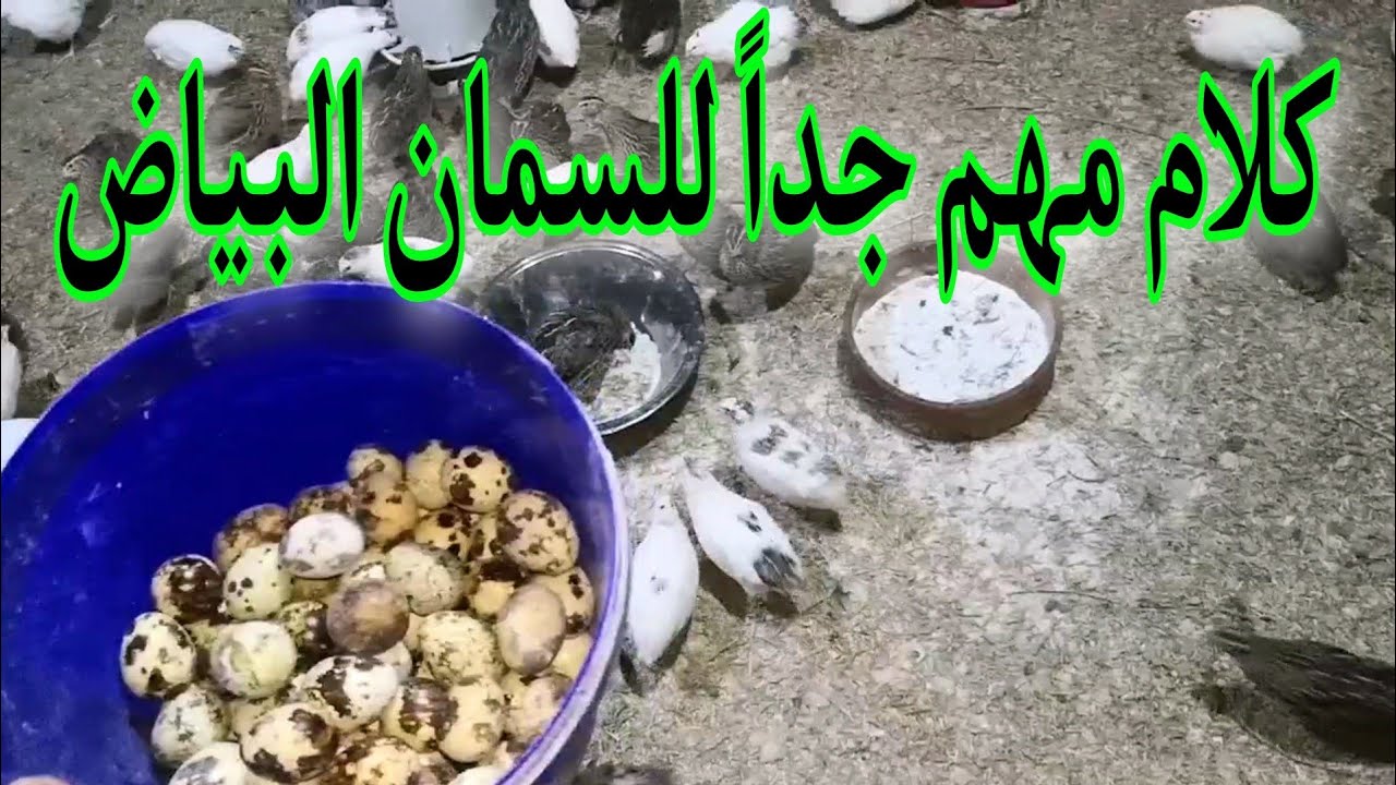 الطريقة الصحيحة لتغير العلف للسمان البياض