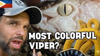 This island is full of INSANE vipers!! Herping the Philippines. 