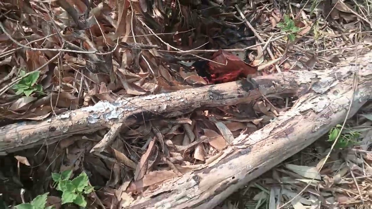 เผาป่าทำสวน