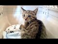 陰転を願って‥猫白血病の再検査へ【ひまわり日記】Hoping for a negative result: Re-testing for FeLV