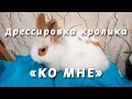 Дрессировка кролика – Команда «Ко мне» Часть2 Training rabbit