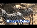 GrevyтАЩs Zebra ЁЯжУ Kahlfani Family тнРя ПЁЯМЯ Los Angeles Zoo GrevyтАЩs Zebra ЁЯжУ Kahlfani Family тнРя ПЁЯМЯ Los Angeles Zoo