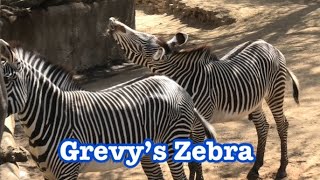 Grevy’s Zebra 🦓 Kahlfani family ⭐️🌟 Los Angeles Zoo