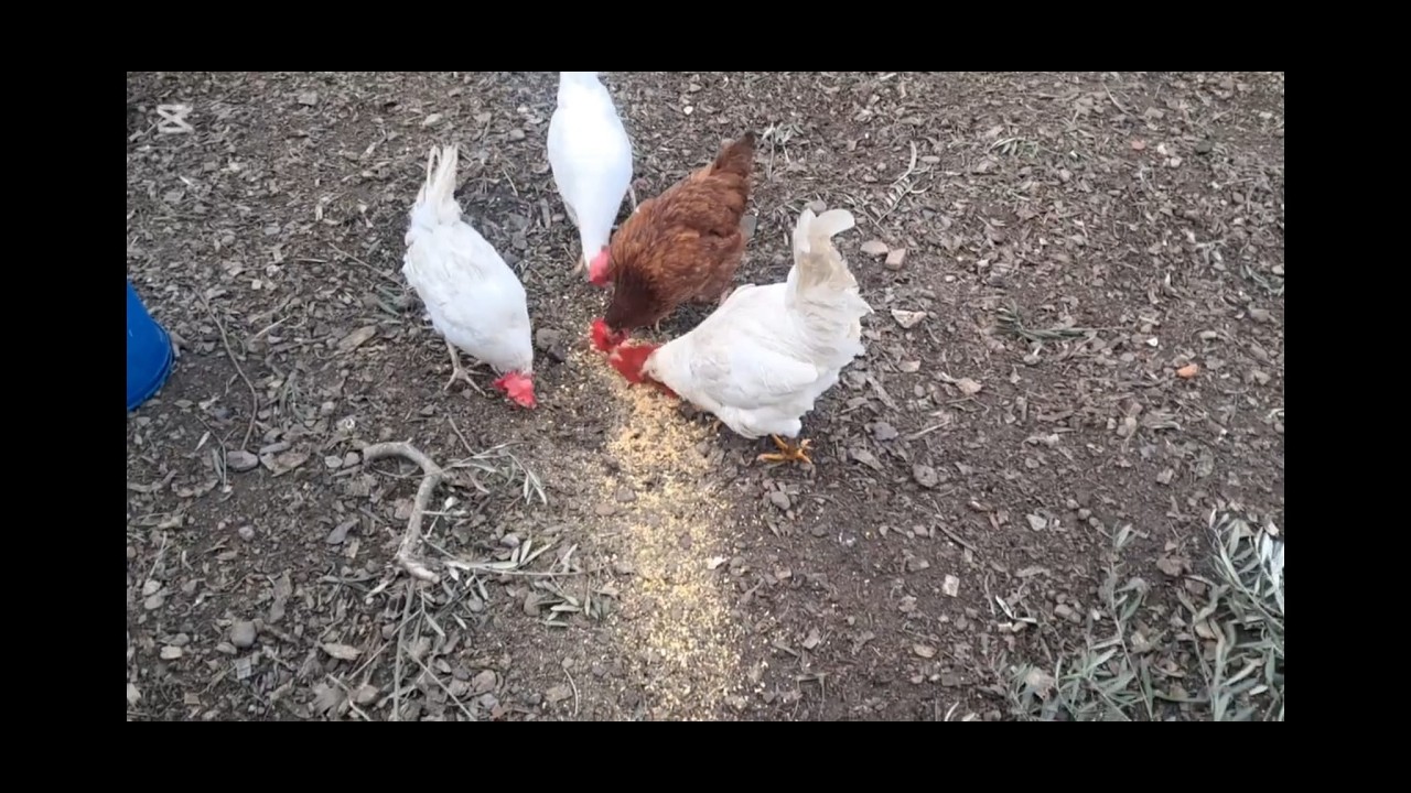 Dando de comer a las gallinas y el antes y despues de podar la lavanda.