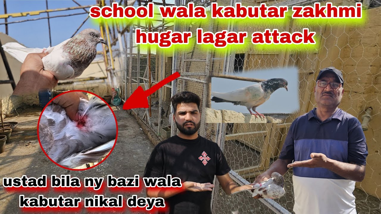 School waly kabutar par lagar ny attack kar deya😯ustad ny baray kabutar nikal deya