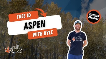 Quaking Aspen Identification Guide - How to Recognize Aspen Trees in Colorado
