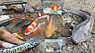 Catch jumbo catfish in the pond, large toman fish, ornamental fish, eels, broomstick fish, glofish