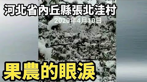 4月10号,河北省内丘县张北洼村果农的眼泪 | 大纪元新闻 - 天天要闻