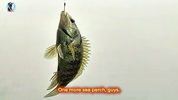 Khám Phá Hồ Đá Tuyệt Đẹp | Trải Nghiệm Câu Cá Thư Giãn Giữa Thiên Nhiên 