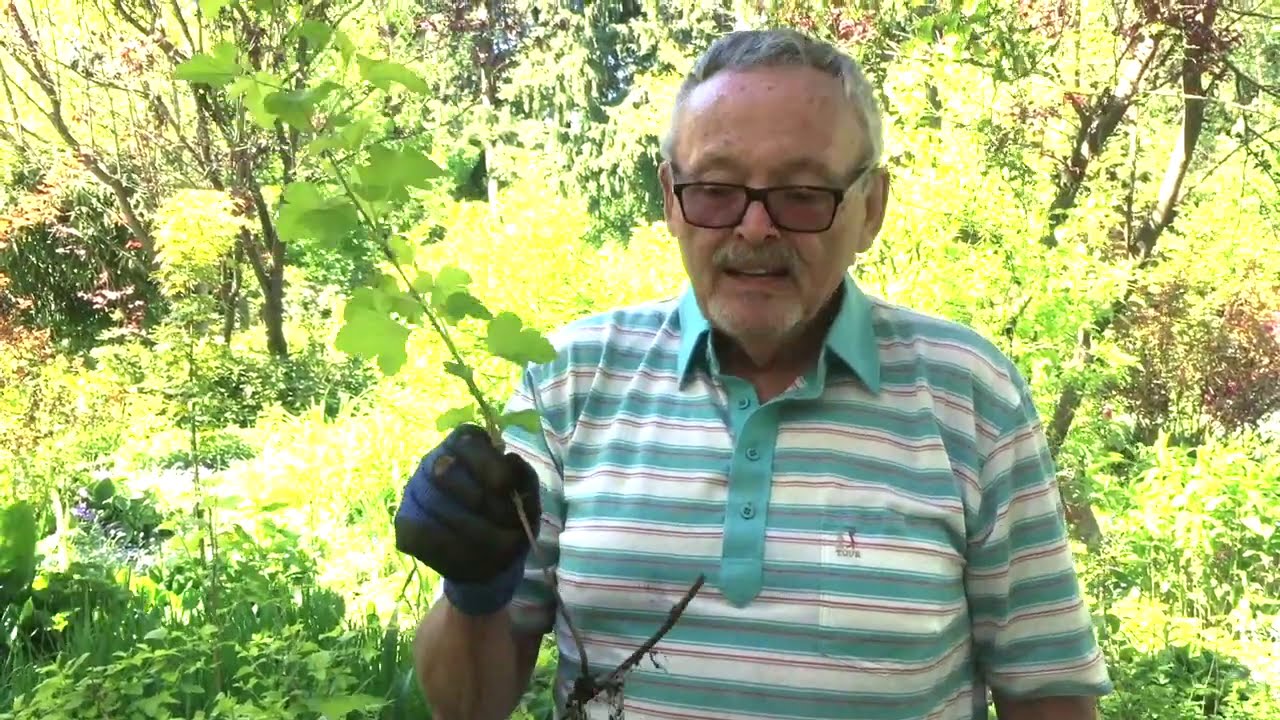 Gardening with Richmond Garden Club EP04 - How to Divide Your Perennial
