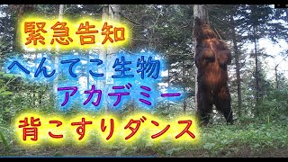 緊急告知　8月8日　NHK総合　へんてこ生物アカデミーに　背こすりダンスするヒグマが登場予定　Brown Bear Trail camera　ポールダンスするヒグマ　北海道ヒグマチャンネル　ヒグマ　羆