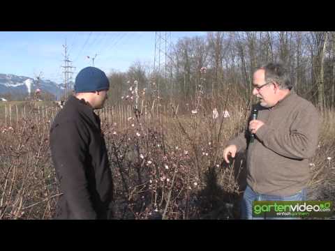 Video: Wie sieht Viburnum aus?