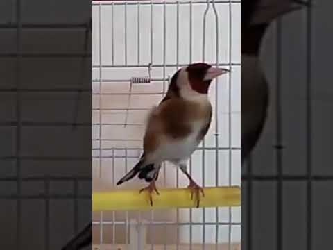 مقنين سوق اهراس الحر