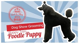 Dog Show Grooming: How to Groom a Poodle Puppy