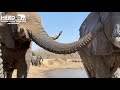 An elephant calf and her special herd swimming and sanding the afternoon away - PART 2