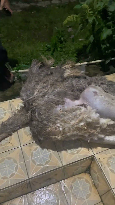 Is it permissible to sacrifice an ostrich? Yes, no.