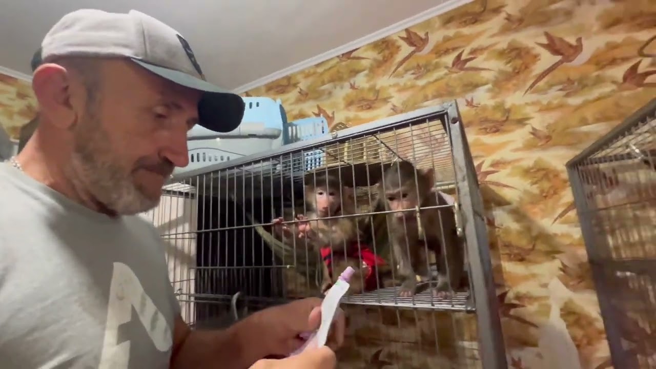 Как Люська прикинулаcь кормящей матерью чтобы получить первой вкусняшку