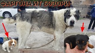 видео: Ферганский собачий рынок картинка: Ферганский собачий рынок