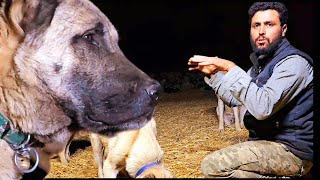 كلاب الكانجال تدافع عن الغنم - دومان يهاجم الخنزير في منتصف الليل