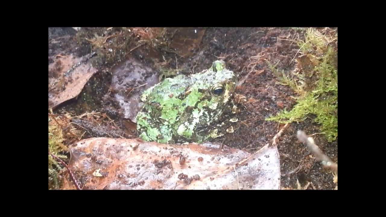 Malagasy Marbled Burrowing Frogs (Scaphiophryne marmorata) Information