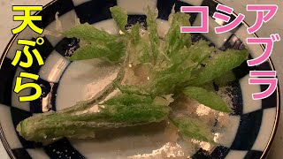 [春の山菜]山菜の女王コシアブラの天ぷらを揚げたて５秒で食らう！[幻の山菜]
