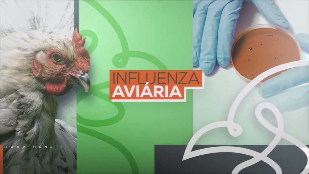 Gripe aviária: medidas de monitoramento