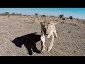 Naiobi Wants To Say Hello! | The Lion Whisperer