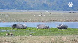 Wild Buffalo habitat in Kaziranga