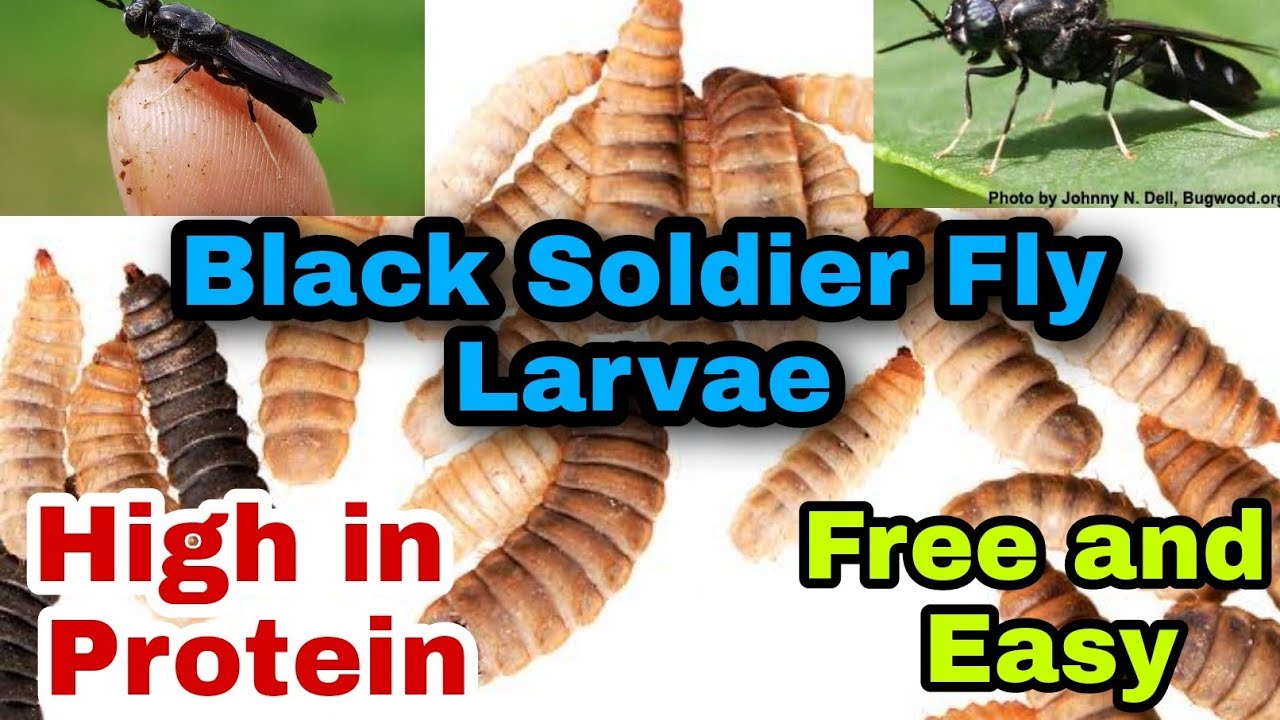DIY Black Soldier Fly Bin (Easy and Free) YouTube