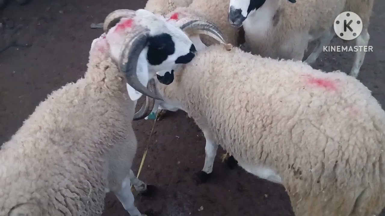 ارتفاع صاروخي في تمن أعلاف بتاريخ16\01|2026 