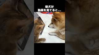 柴犬が動画を見てると子猫が乱入してきた！　#shorts