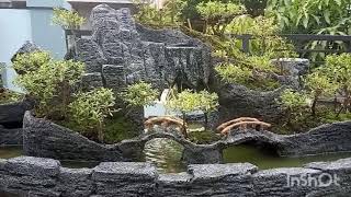 BONSAI SERIBU BINTANG PENJING PANORAMA AIR TERJUN