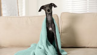 How To Manage Anxiety in an Italian Greyhound.