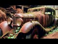 Insane Barn Junkyard Finds Abandoned Muscle Cars From Around The World Insane Barn Junkyard Finds Abandoned Muscle Cars From Around The World