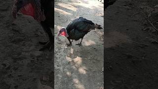 Domestic Turkey Gobble 🦃😍 #birds #sorts