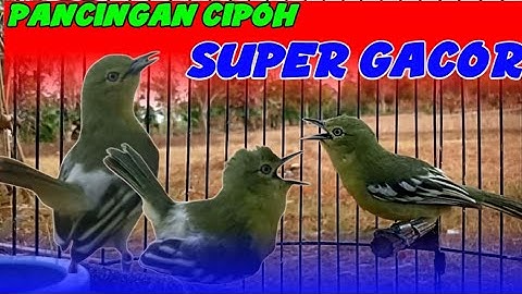 SUPER GACOR....‼️ Suara Cipoh - Sirtu Jantan Bikin EMOSI