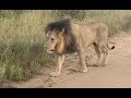 New male lion visiting Imbali concession