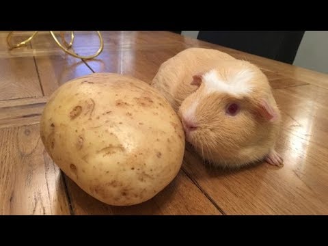 Почему морской свинке нельзя давать картофель?