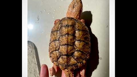 RED CHILI Hypo common snapping turtle 2