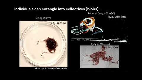 Wormlike robots that entangle and act together as blobs