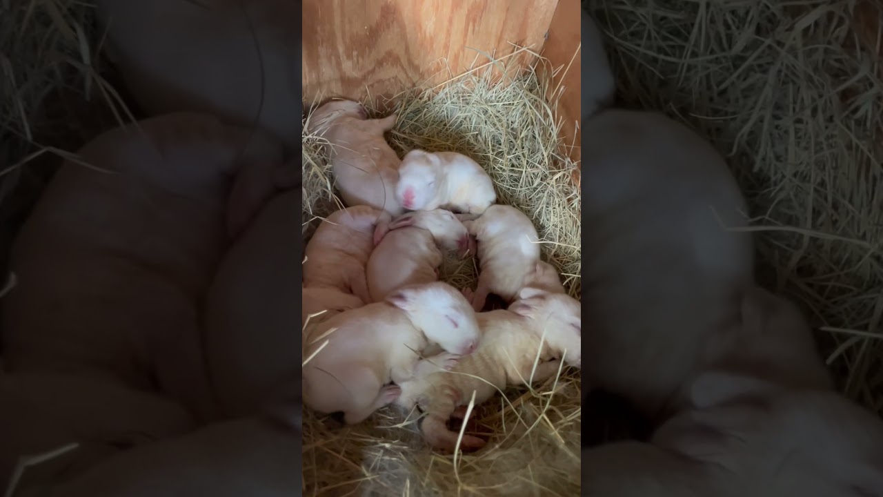 Kit of 7 Californian rabbits.