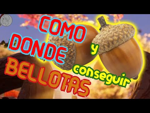 Video: ¿Dónde encontrar bellotas?