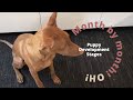 Puppy Development Stages | Pharaoh Hound | 2-7 months old の動画、YouTube動画。