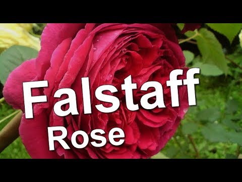 Video: Rose William Shakespeare: beskrywing, foto