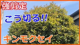 庭木の手入れ 春が適期 道路に飛び出たキンモクセイを強剪定する ポイントを写真で授業のように解説 稲屋の田舎チャンネル Youtube