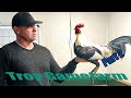 Best Quality Gamefowl By Troy Gamefarm Part 2