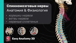 Спинномозговые нервы: Анатомия & Физиология | Easy Anatomy 3D