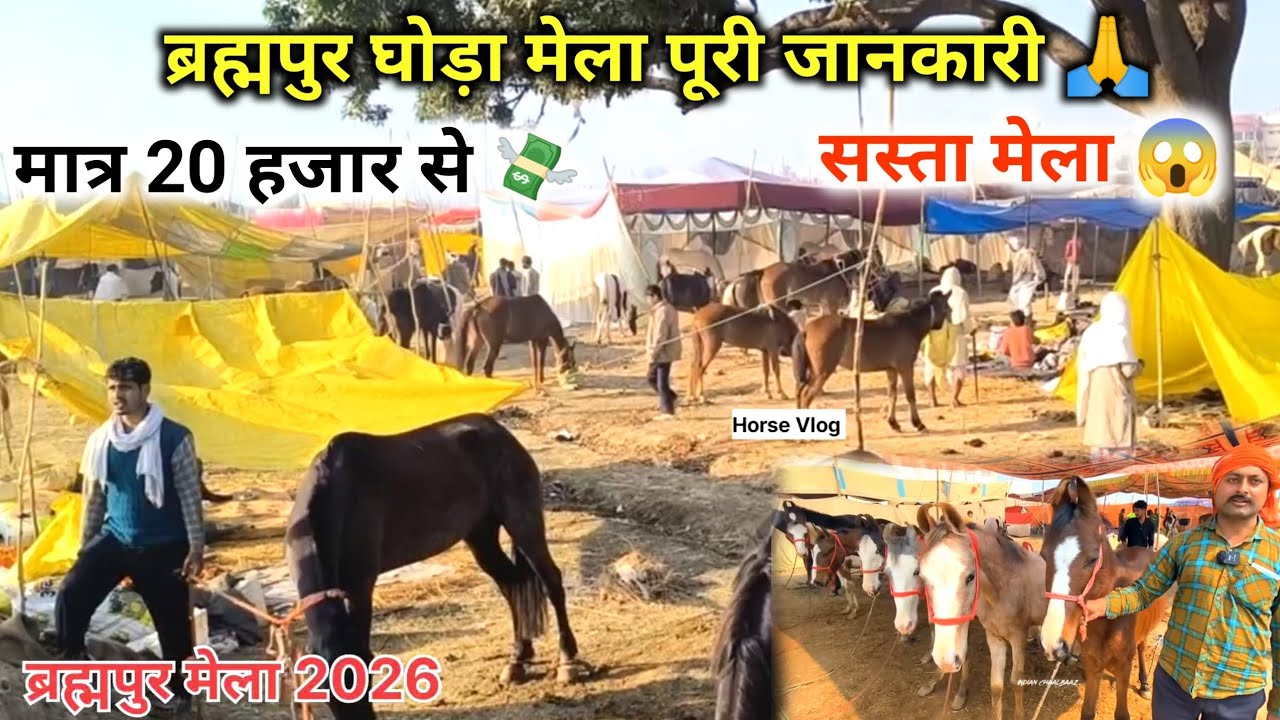 ब्रह्मपुर घोड़ा मेला 2026 😱 मात्र 20 हजार से 💸 पूरी जानकारी बिहार मेला सस्ता है 